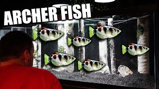 The ultimate archer fish aquarium [upl. by Essirahc]