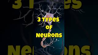 3 Types of Neurons shorts shortvideo neurons facts psychology [upl. by Eelatan818]