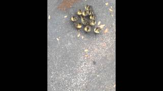 Ducklings Think Im their mom [upl. by Chiquia]