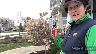 Pruning Limelight Hydrangeas on a Standard  Tree Form Hydrangea Pruning  Hydrangea Paniculata [upl. by Dyun]