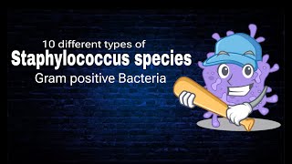 Staphylococcus species  Ten Different types of Staphylococcus  By AbuBakar Med Plus [upl. by Engen574]