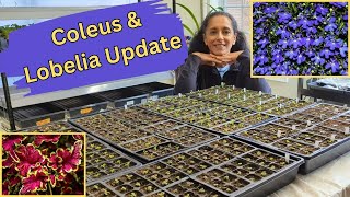 Grow Room Vlog  Potting Up Coleus amp Lobelia [upl. by Hahn]