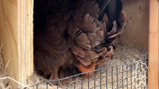 Welsummer chicken lays a beautiful brown speckled egg [upl. by Yruama]