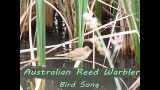 Call of the Australian Reed Warbler singing bird call [upl. by Klemm]