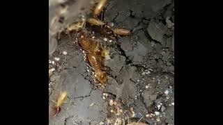 Rental Property Termite Inspections [upl. by Divad61]