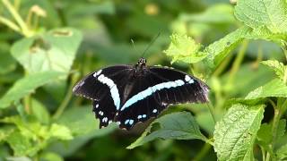 Schmetterling Papilio nireus [upl. by Theodoric]