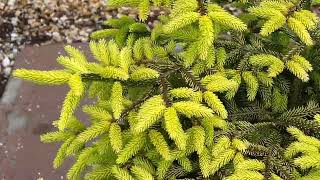 Picea Orientalis Skyland [upl. by Ardisi919]