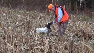 Pheasant Hunting with Pointers in Pennsylvania [upl. by Refinnaej50]