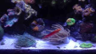 Hawaiian Flame Wrasse My Experience [upl. by Dublin]