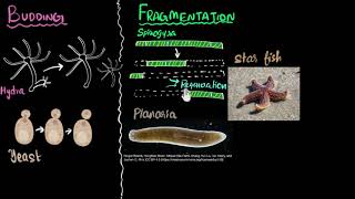 Budding spores fragmentation amp regeneration  How do organisms reproduce  Biology  Khan Academy [upl. by Nazarius749]