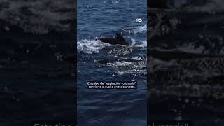 Cómo duermen las ballenas  Por dwnews [upl. by Tenenbaum433]