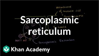 Role of the sarcoplasmic reticulum in muscle cells  NCLEXRN  Khan Academy [upl. by Terrene]