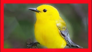 Prothonotary Warbler Song Prothonotary Warbler Call Reinita Cabecidorada CantoProtonotaria Citrea [upl. by Iraj]