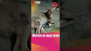 Panther In Jaipur City  नीलगाय का शिकार  jaipur latestnews [upl. by Raynah]