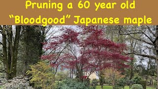 Pruning a 60 year old Bloodgood Japanese maple [upl. by Okubo]