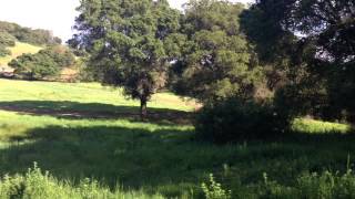 5lbs Tannerite vs huge oak tree [upl. by Matthia459]