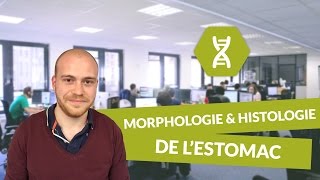 Physiologie digestive Morphologie et histologie de l’estomac  Physiologie  digiSchool [upl. by Leamiba]