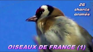 CHANTS dOISEAUX de FRANCE  28 chants [upl. by Drarehs]