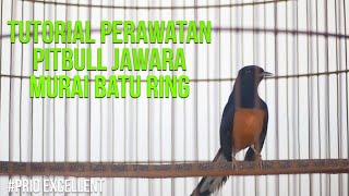 Prio Excellent Vlog18 Tutorial Perawatan Pitbul Jawara Murai Batu Ring [upl. by Htrap]