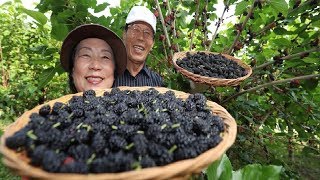 Asian Mulberry Fruit Farm and Harvest  Mulberry Juice Processing  Mulberry Cultivation [upl. by Farwell]