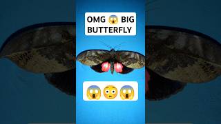 OMG Large Beautiful Butterfly on the wall Dangerous Big butterflyMoth shorts butterfly trending [upl. by Eiznik984]