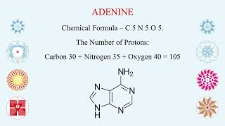 ATP  ADP  AMP  Three Energy Molecules  Hindi  Vital for Active Transport across Cell Membrane [upl. by Steffane287]