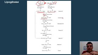 Bioquímica Lipogênese e Lipólise [upl. by Luapnaes]