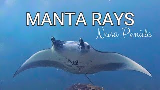 Manta Rays at Manta Point Nusa Penida Indonesia Turn Subtitles On😉 [upl. by Rozalie729]