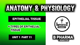 Epithelial Tissue  Tissue Level Of Organization  Human Anatomy And Physiology  HAP  B Pharma [upl. by Wynny]