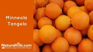 Minneola Tangelo  Naturehillscom [upl. by Roarke]