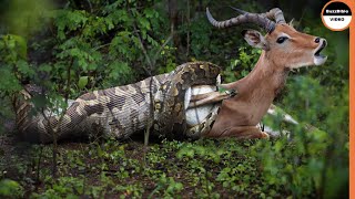 This Malicious Python Swallows The Impala Whole [upl. by Benisch]