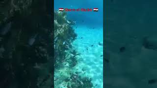 🇪🇬 Sharm elSheikh 🇪🇬traveldivingunderwater [upl. by Gnuhc]