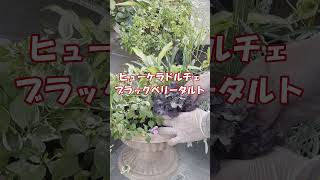 寄せ植え一部入れ替えヒューケラブラックベリータルト＃ガーデニング＃寄せ植え＃ヒューケラ [upl. by Wilbur]