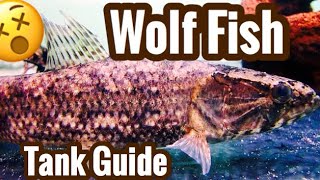 Wolf Fish Aquarium Care  Warning Live Feedings [upl. by Streetman]