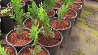 Were Going to Grow a Privacy Hedge of Thuja Green Giant Arborvitae [upl. by Aydin755]