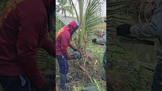 The process of cutting and trimming a coconut tree [upl. by Neirb418]