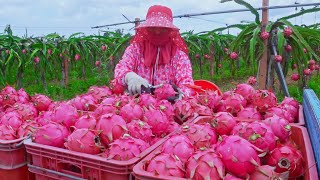 Unique and sweet！Dragon Fruit Harvesting Pitaya Fruit Smoothie Making紅紅火火！台灣火龍果採收 火龍果冰沙 大苑子 [upl. by Nabetse]