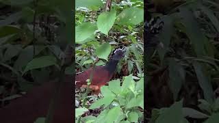 Costa Rica Wild turkey Great curassow July 11th 2023 400 PM [upl. by Nav]