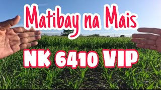 Matibay na NK6410 VIP sa Fall Army Worm at Drought [upl. by Irrek]