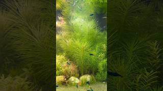 Thriving shrimp tank neocaridina aquarium nanoplantedtank aquariumaquascape bluedreamshrimp [upl. by Enyrhtak]