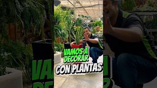 Vamos a decorar con plantas 🪴 jardinería plantas vivero jardin [upl. by Summer657]