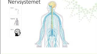 Nervsystemet [upl. by Anirahc457]