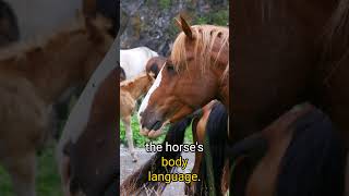 How to Stop Your Horse from Biting Effective Training Tips for a Well Behaved Horse [upl. by Ettenot]