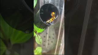 Ranitomeya imitator male amp female caring for tadpole dartfrog frog [upl. by Martinelli715]