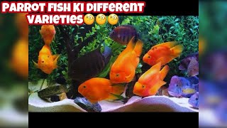 Different Varieties Of Parrot Fish For Aquariums [upl. by Nomael]