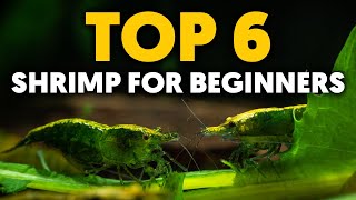 Dwarf Shrimp 🦐 Top 6 EasyToKeep Freshwater Shrimp For Beginners [upl. by Meeharbi]