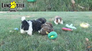 Adorable Shihpoo Puppies [upl. by Nolaf]