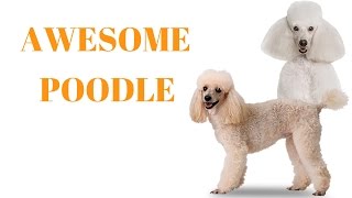 Poodle Are Awesome Poodle Life Compilation [upl. by Aerdna]