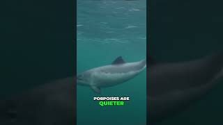 Are you sure thats a dolphin ITS NOT education animals nature shorts facts wildanimals [upl. by Agathy]