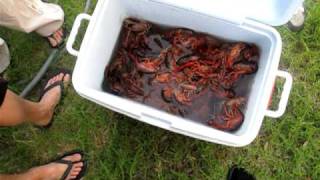 Crawfish Purge [upl. by Deloris589]